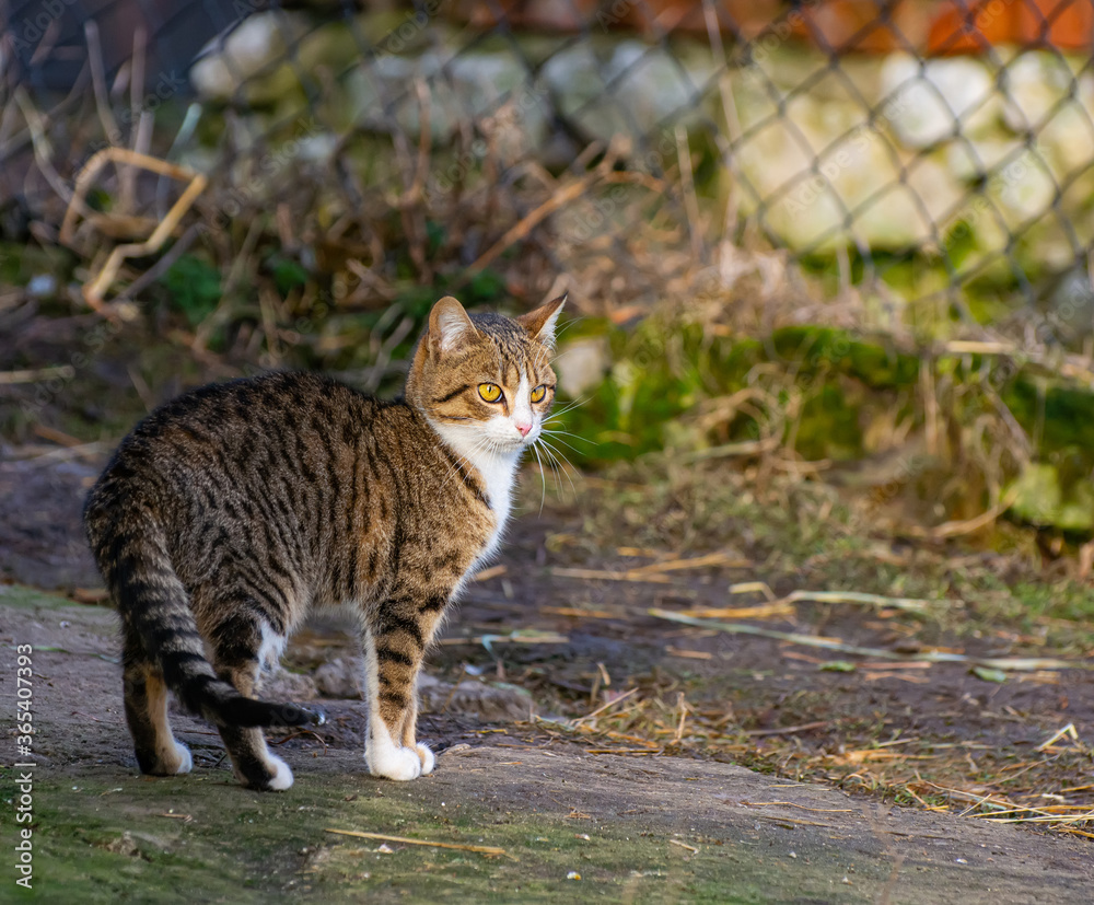 The rural cat went hunting