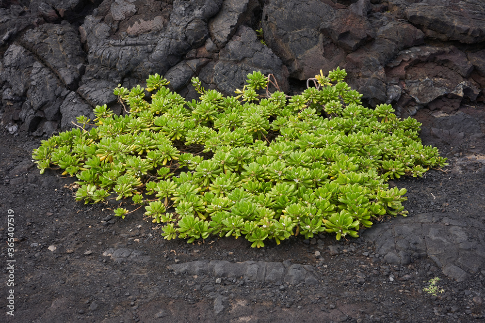 The Naupaka Kahakai (Scaevola taccada), a native, indigenous plant growing on a lava beach on the Island of Hawaii.