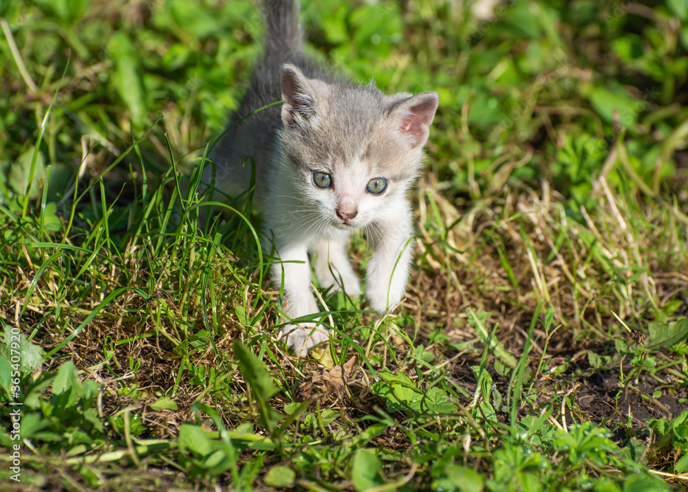 Little kitten runs on green grass.