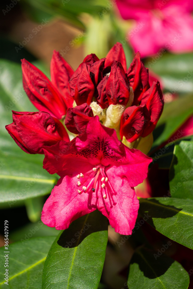 Beautiful red rhododendron flower in the garden. Beautiful red rhododendron flower in the garden.