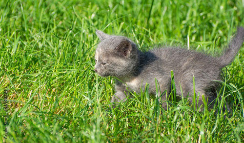 Little kitten runs on green grass.
