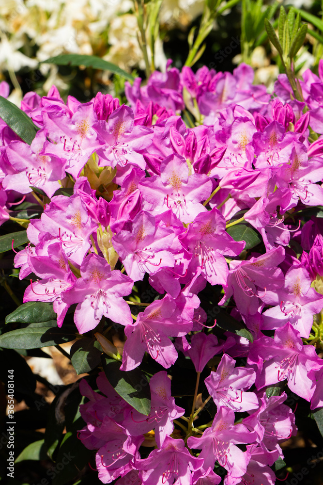 Beautiful lilac rhododendron flower in the garden. Beautiful lilac rhododendron flower in the garden.