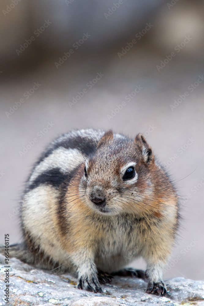 A closeup of Golden-mantled ground squirrel resting on the rock. Banff National Park, AB Canada
A closeup of Golden-mantled ground squirrel resting on the rock. Banff National Park, AB Canada