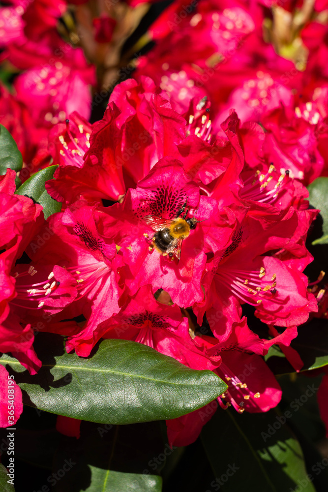 Beautiful red rhododendron flower in the garden. Bumblebee in the middle of the flower.