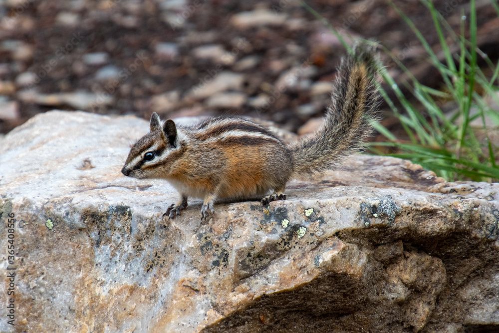Chipmunk sitting on the rock. Banff National Park, AB Canada
Chipmunk sitting on the rock. Banff National Park, AB Canada