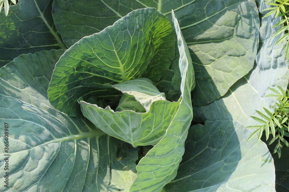 Obraz premium Green fresh Cabbage closeup view with green leaves on a farm.