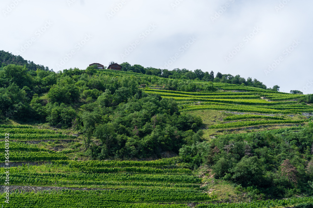 Green countryside with vineyards and trees in Bolzamo, Italy