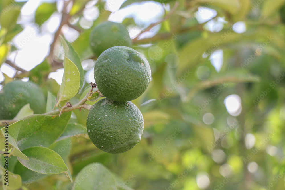 Lemon fruits