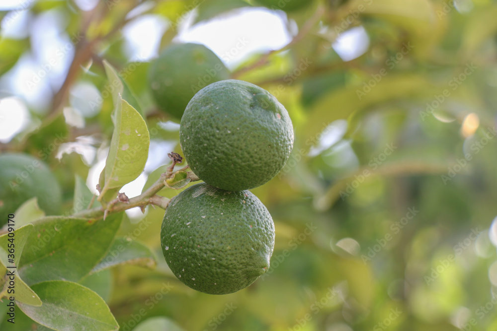 Lemon fruits