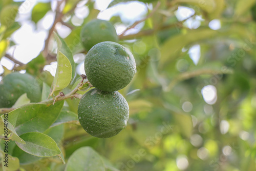 Obraz na płótnie Lemon fruits w salonie