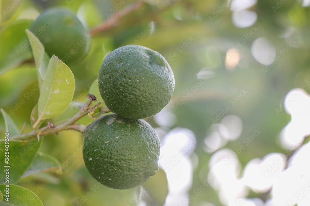 Lemon fruits