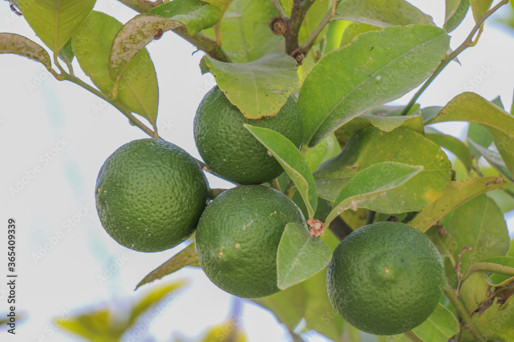 Lemon fruits