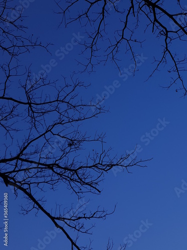 tree silhouette against blue sky
