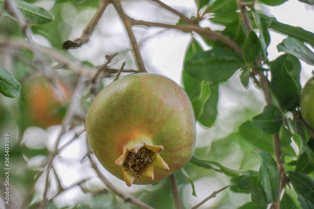 The fruits of pomegranate