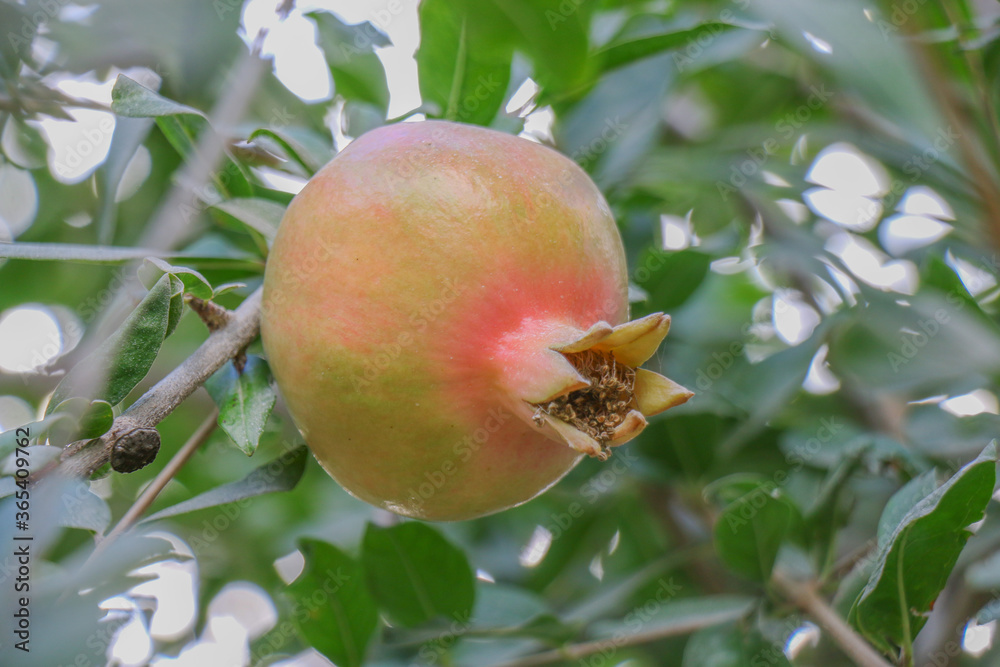 The fruits of pomegranate