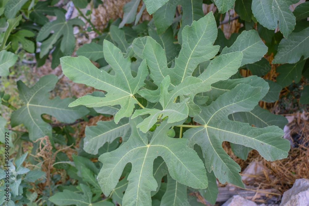 Fig tree leaves