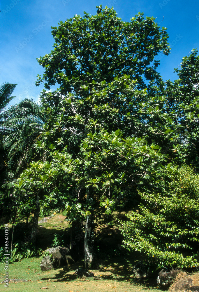 Arbre à pain, Artocarpus altilis Arbre à pain, Artocarpus altilis