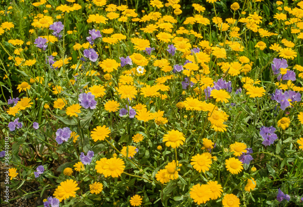 Antemis jaune, Œil de Bœuf, Camomille des teinturiers, anthemis 'Kelwayi' Antemis jaune, Œil de Bœuf, Camomille des teinturiers, anthemis 'Kelwayi'