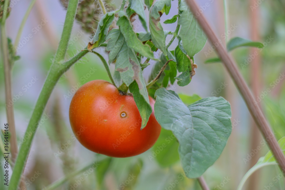 tomato