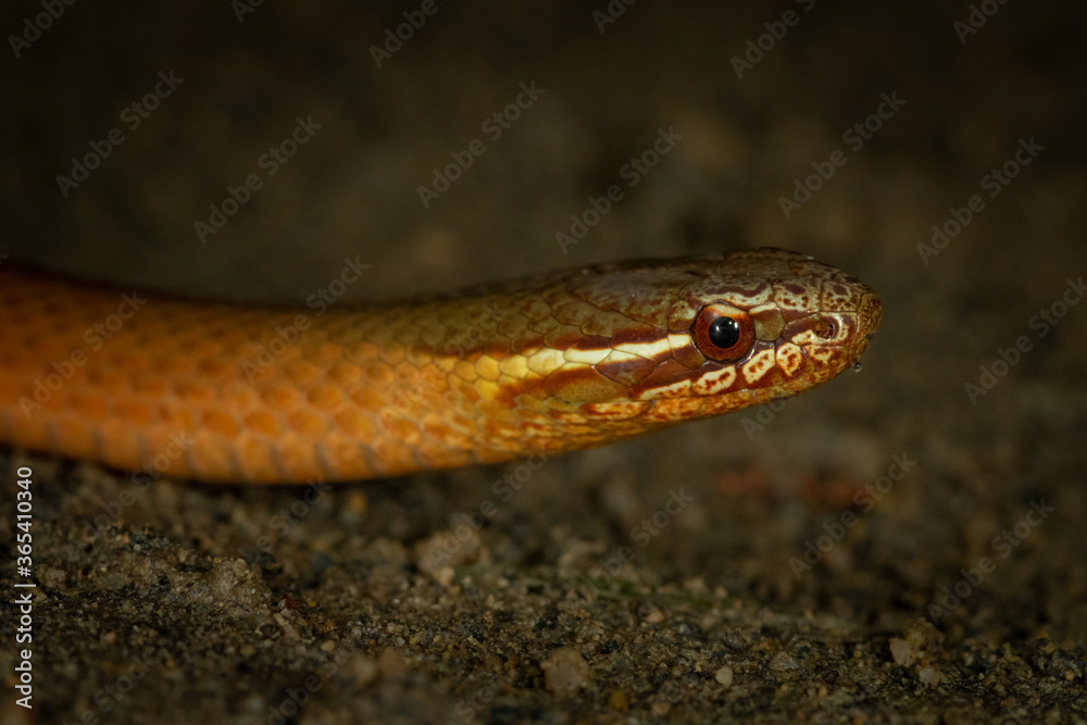 Close-up of marsh snake (Hemiaspis signata) also known as known as black-bellied swamp snake. Kuranda, Queensland, Australia.