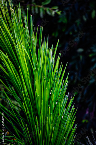 close up of a pine needles