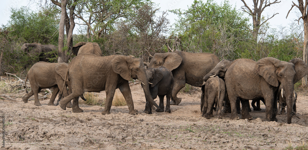 Fototapeta premium Eléphant d'Afrique, Loxodonta africana, Parc national Kruger, Afrique du Sud