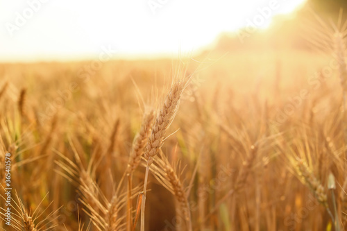 Golden wheat spikelets in field