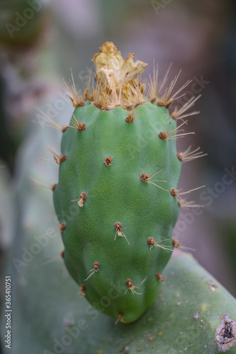 Obraz na płótnie Cactus fruits w salonie