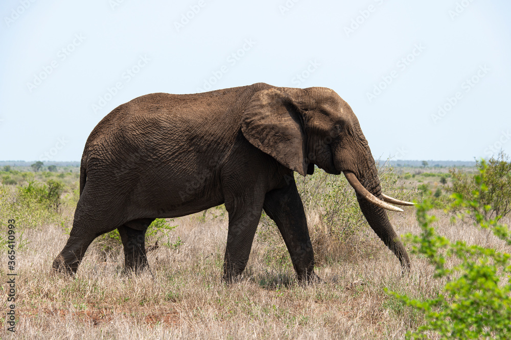 Fototapeta premium Eléphant d'Afrique, Loxodonta africana, Parc national Kruger, Afrique du Sud