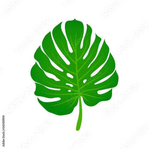 Monstera palm green leaf. Tropical plant isolated on white background. Flat style botanical vector illustration