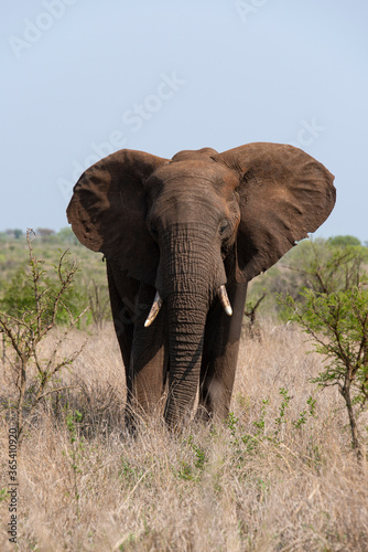 Eléphant d'Afrique, Loxodonta africana, Parc national Kruger, Afrique du Sud