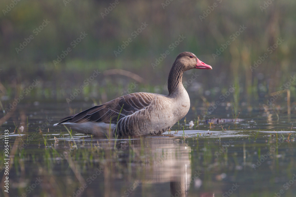 greylag goose (Anser anser) in Bharatpur Bird Sanctuary, Rajasthan, India. greylag goose (Anser anser) in Bharatpur Bird Sanctuary, Rajasthan, India.