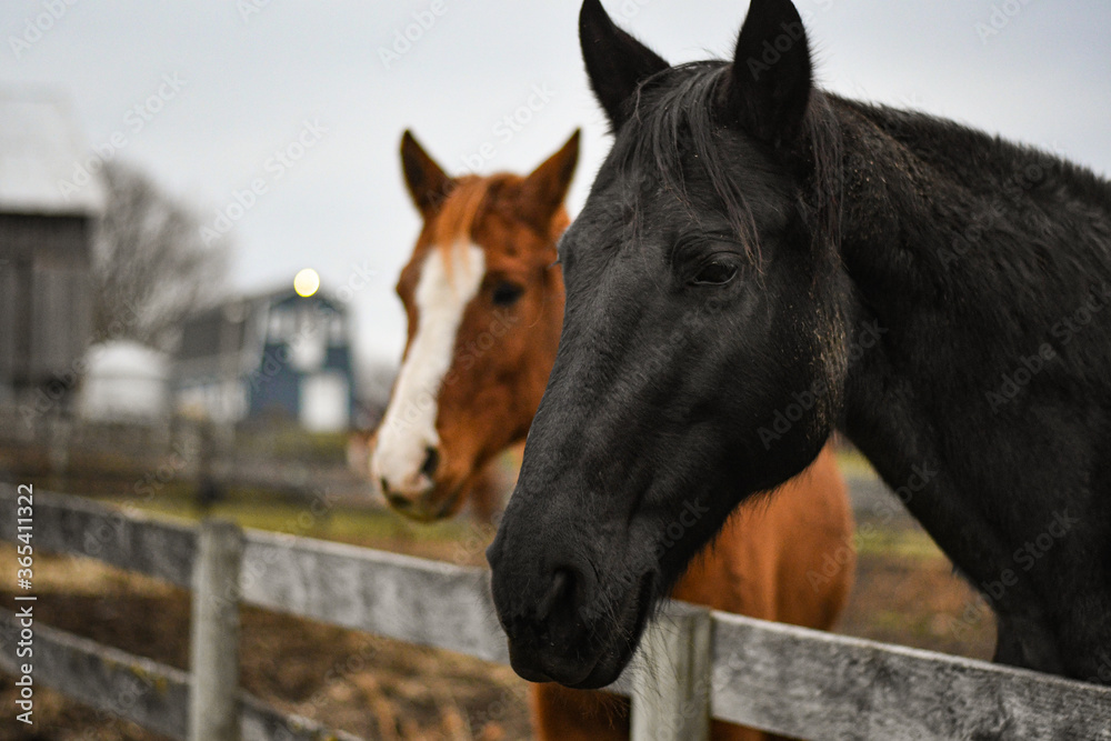 Fototapeta premium portrait of two horses