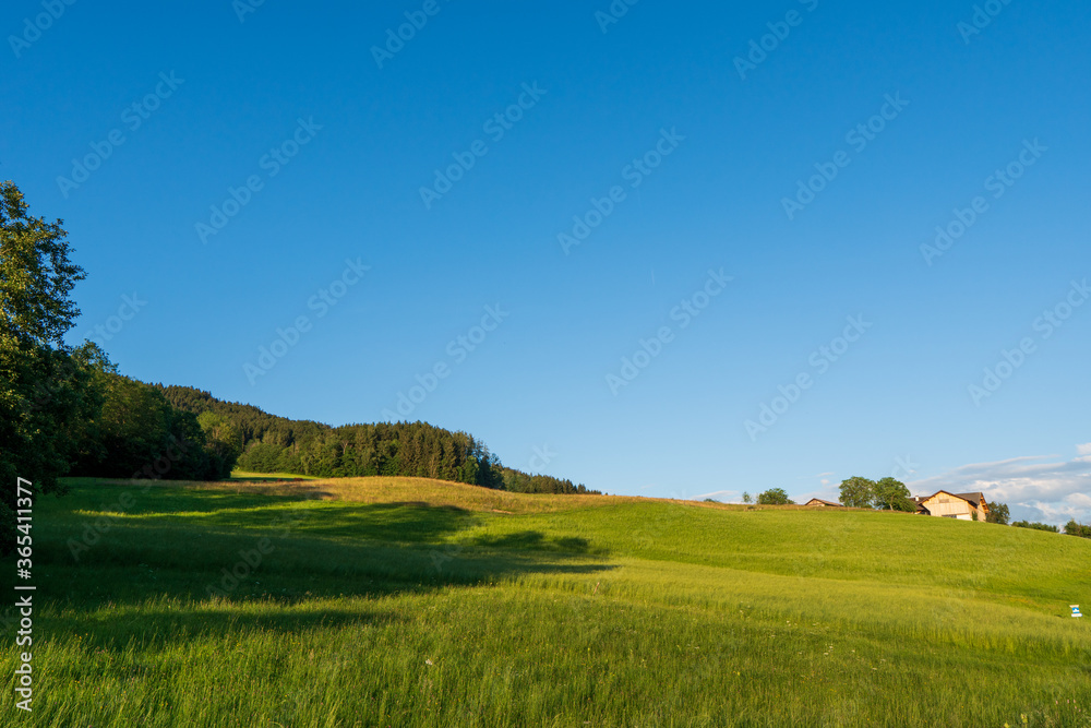 Summer in the fields of Austria in the sunset Austria