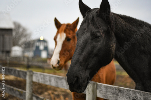 portrait of two horses © JoLeigh