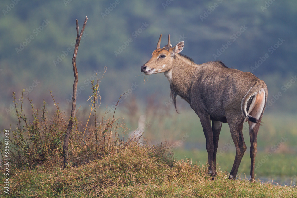 Naklejka premium The nilgai or blue bull (Boselaphus tragocamelus) walking in water in Bharatpur Bird Sanctuary, Rajasthan.
