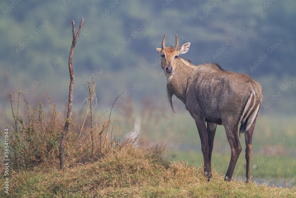 The nilgai or blue bull (Boselaphus tragocamelus) walking in water in Bharatpur Bird Sanctuary, Rajasthan. The nilgai or blue bull (Boselaphus tragocamelus) walking in water in Bharatpur Bird Sanctuary, Rajasthan.