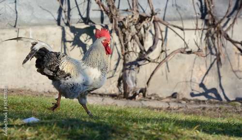 Rooster runs on green grass