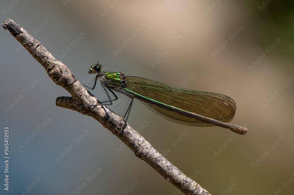 Beautiful Calopteryx splendens female on a branch of a tree summer with golden wings in the first rays of the sun above the river Beautiful Calopteryx splendens female on a branch of a tree summer with golden wings in the first rays of the sun above the river