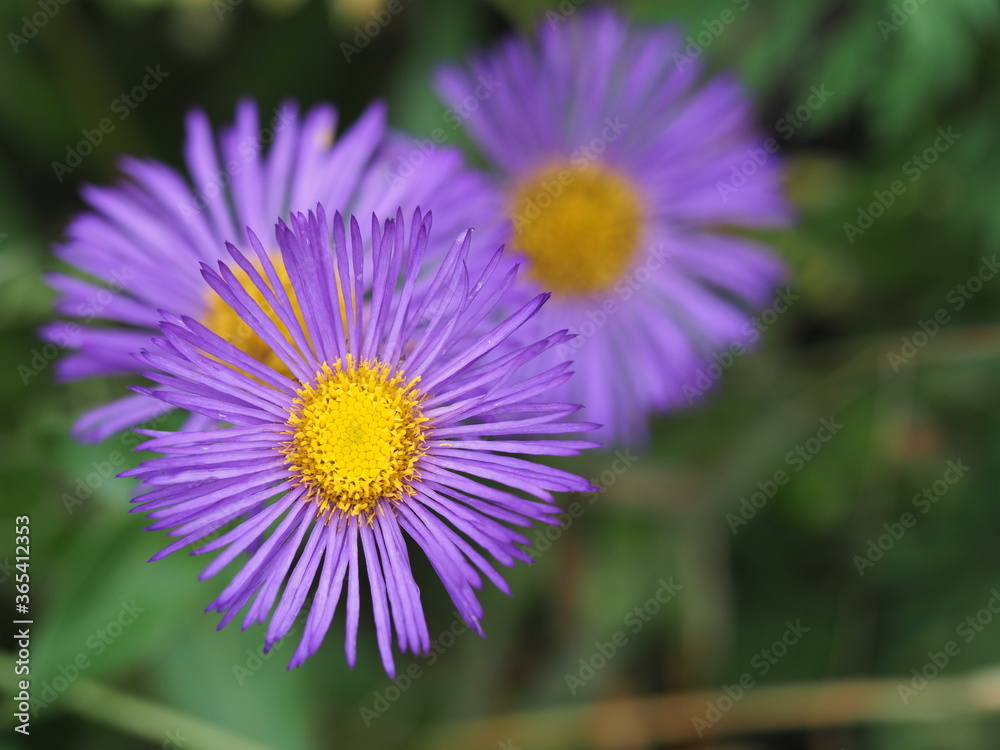 Astern mit lilanen Zungen- und gelben Röhrenblüten Astern mit lilanen Zungen- und gelben Röhrenblüten