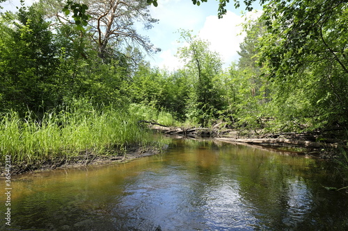 lake in the forest
