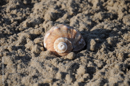 Rapana venosa, sea snail