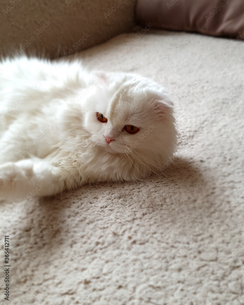 white persian cat.
Portrait of a white, fluffy cat, lies on a woolen blanket, on its side. white persian cat.
Portrait of a white, fluffy cat, lies on a woolen blanket, on its side.