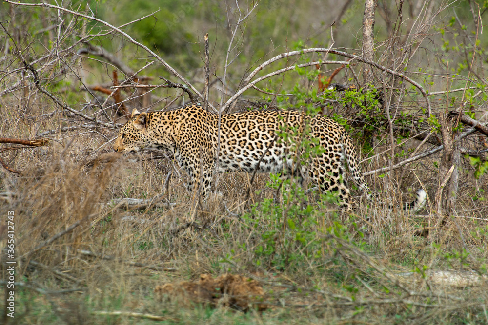 Léopard, Panthère, Panthera pardus, Afrique du Sud Léopard, Panthère, Panthera pardus, Afrique du Sud