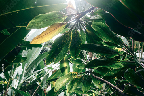 Lush green tropical foliage on the Big Island in Hawaii. Canopy of ti trees.