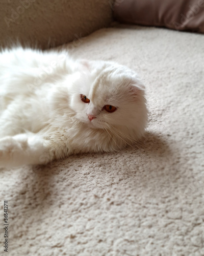 white persian cat. Portrait of a white, fluffy cat, lies on a woolen blanket, on its side. © Yevgeniya