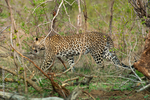 L  opard  Panth  re  Panthera pardus  Afrique du Sud