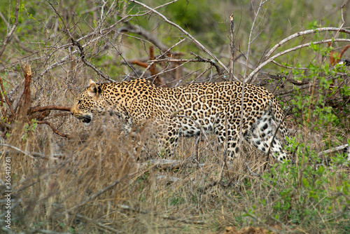 Léopard, Panthère, Panthera pardus, Afrique du Sud