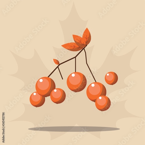 rowan fruit