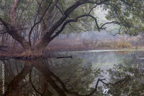 Trees, misty, water, reflection in misty weather on winter morning at Bharatpur Bird Sanctuary in Rajasthan, India